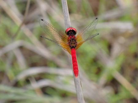 富山県小矢部市で生物多様性保全プロジェクトを開始 富山県小矢部市で生物多様性保全プロジェクトを開始