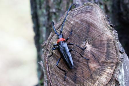 【埼玉県戸田市】特定外来生物「クビアカツヤカミキリ