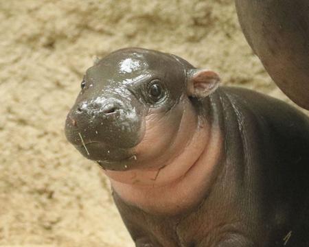 ムチムチ赤ちゃんが尊い 世界三大珍獣コビトカバの魅 ムチムチ赤ちゃんが尊い 世界三大珍獣コビトカバの魅