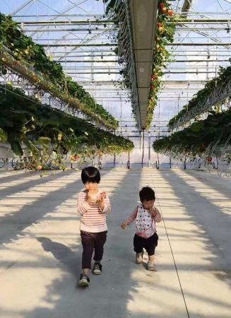 いちご狩り応援キャンペーン 【いちご狩り参加者への いちご狩り応援キャンペーン 【いちご狩り参加者への