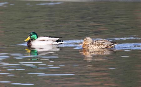 冬の三方五湖は“野鳥の楽園”-専門ガイド付き「冬限定