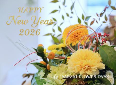 【バラ1輪やお餅の無料ふるまい開催】いばらきフラワ