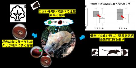 【名古屋大学】野ネズミはクリの虫食いの有無をutf-8 【名古屋大学】野ネズミはクリの虫食いの有無をutf-8