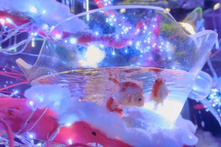 【お台場アク和リウム】白と青の光に包まれる、冬季限