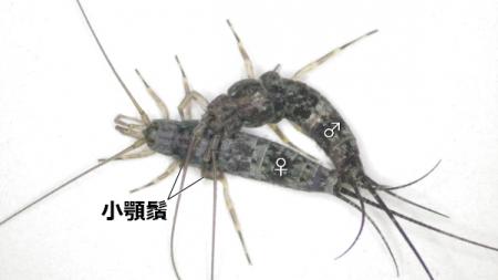 【名城大学】原始的な昆虫、イシノミ目で 【名城大学】原始的な昆虫、イシノミ目で