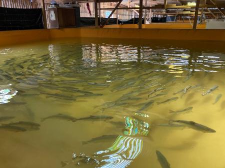 高瀬水産、4,000尾規模で「さいき桜サーモン」を生産