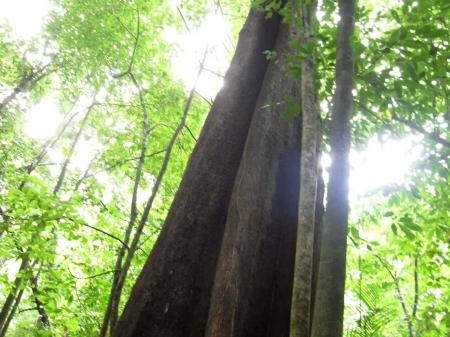 B2B ECプラットフォーム「グッズ」で、古代マヤから伝