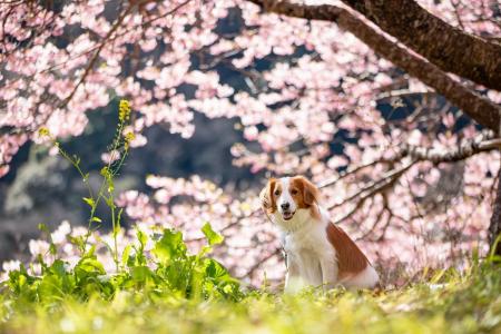 【下田プリンスホテル】 館内でも外でも桜尽くし、ワ 【下田プリンスホテル】 館内でも外でも桜尽くし、ワ