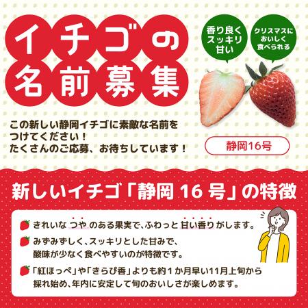 【イチゴの名前募集】　新品種「静岡16号」　採用者景