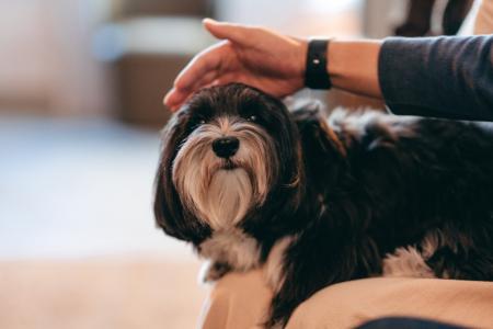【山口・川棚温泉の温泉旅館】愛犬とともに食事を楽し