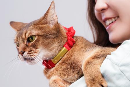 シタテルが、猫と飼い主の新しい暮らし方を提案するス シタテルが、猫と飼い主の新しい暮らし方を提案するス