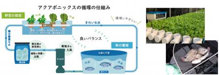 ガスパル、循環型農業「アクアポニックス」事業参入を ガスパル、循環型農業「アクアポニックス」事業参入を