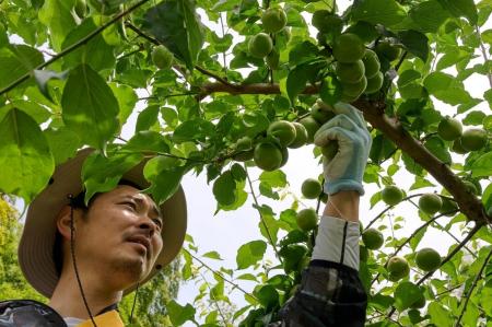 日本一の梅の里・和歌山県みなべ町へ。梅農家が案内す