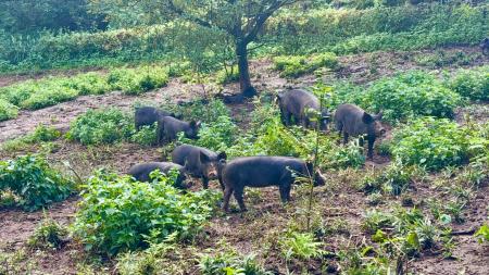 【緊急：スペイン産豚肉の輸入停止に伴う代替供給】イ