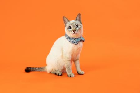 写真家 五十嵐 健太の飛び猫10周年記念 「島猫utf-8 写真家 五十嵐 健太の飛び猫10周年記念 「島猫utf-8