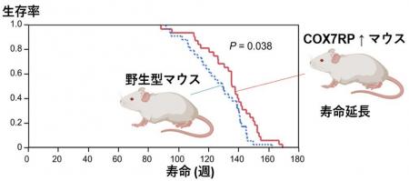 ミトコンドリアの働きを高めるタンパク質が、マウスの ミトコンドリアの働きを高めるタンパク質が、マウスの