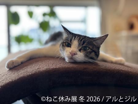 “猫の日”限定企画も実施♪累計200万人動員の人気utf-8