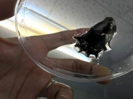 【和歌山高専】世界初！コウモリダコの巨大ゲノムの解