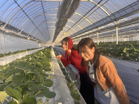 人気の収穫体験に新たな体験施設「すとろべりーはんと