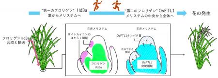 【横浜市立大学】花をつくる新メカニズム「フロutf-8