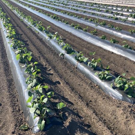 農業の省力化を後押し、生分解性マルチフィルム「ネイ