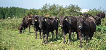 希少和牛「無角和種」を未来につなぐ山口県阿武町 名