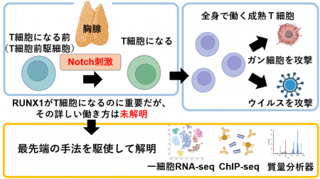 免疫の要、T細胞が生まれる“最初のスイッチ”を解明～N