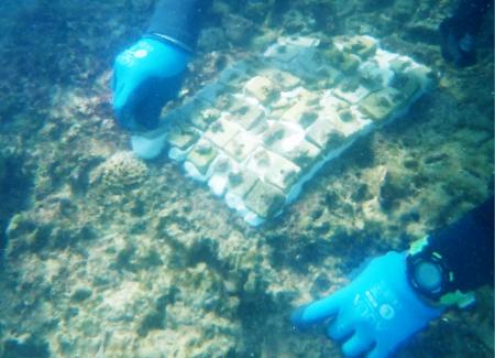 「美ら海サンゴ大作戦2025」キャンペーン結果報告　沖