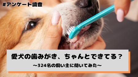 愛犬の歯みがき、ちゃんとできてる？頻度は「週に1～2