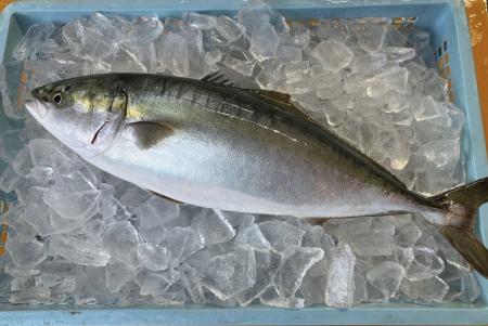 有限会社三栄水産・有限会社大塚水産 × 株式会社Genki