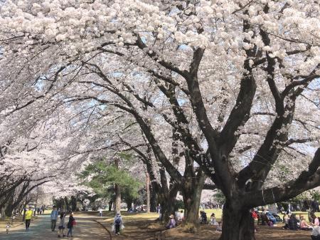 埼玉県営公園のネーミングライツパートナーに選定!狭 埼玉県営公園のネーミングライツパートナーに選定!狭