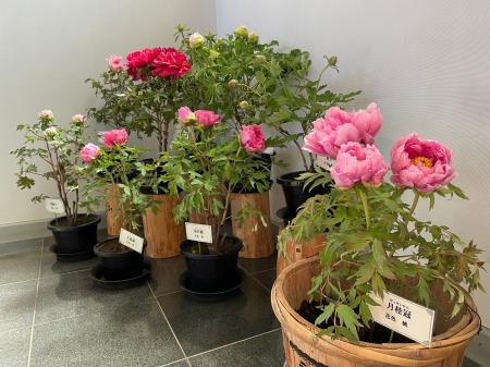新春恒例！「冬の牡丹展」を開催します！