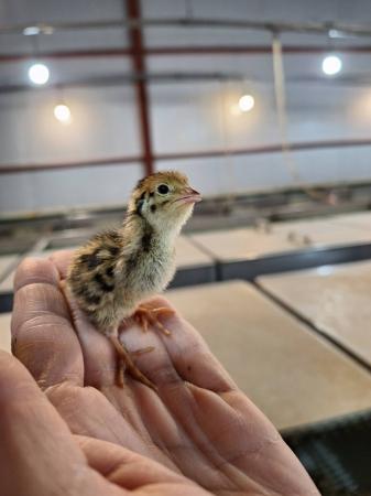 「豊橋のうずら産業を次世代に。」地元小学校の食育活