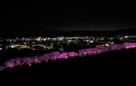 初開催！「冬桜回廊 ～光で紡ぐ幻想のリバーライン～