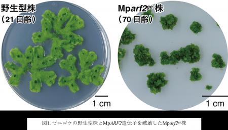 植物の永続的な成長を支える分子機構を解明 ～成長点