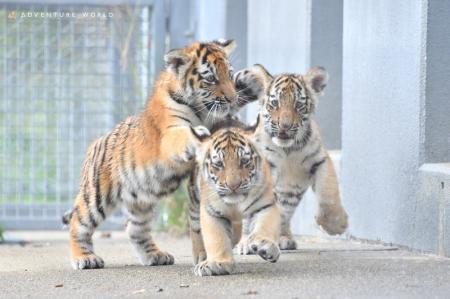 ついに親子でお披露目！生後５か月のアムールトラの赤