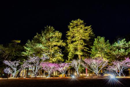 １月に満開！日本で最も早咲きの桜「土肥桜」×「夕陽