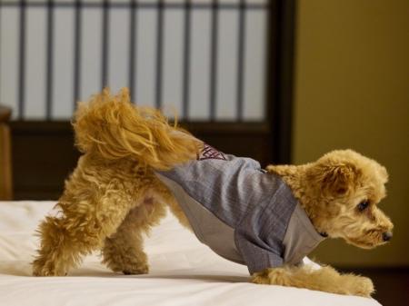 【愛犬と泊まれる古民家リトリート　赤城山 - 懐 -】