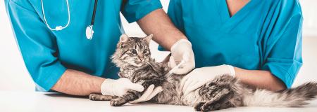 グローバルな視座で獣医療の未来を拓く 日本人獣医師