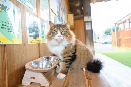 【限定プラン】CS旅チャンネル『新・旅猫ロマン』放映