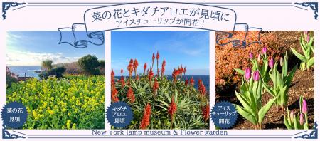 「アイスチューリップ」が開花！「菜の花」と「キダチ