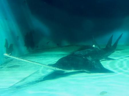 日本最長飼育記録を更新し続ける“絶滅危惧種”ノコギリ