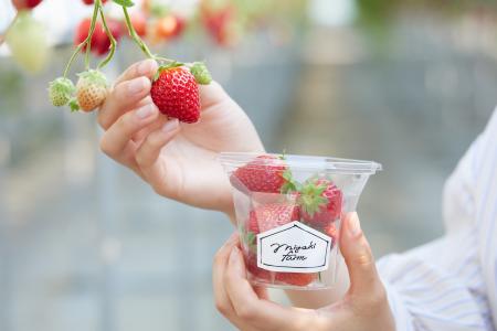 ＜MIGAKI FARM＞いちご狩り1月2日スタート！人気のプ