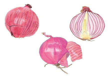 【国立科学博物館】国立科学博物館主催 第42回植物画