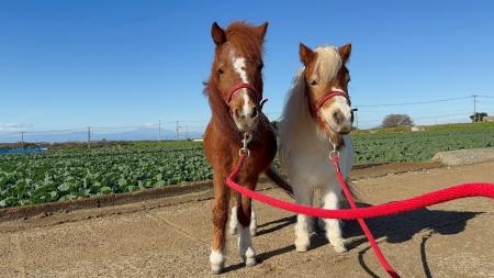 いちご よこすかポートマーケットの歳末大売出しは、