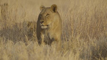 野生動物が子どもを育てる過程を生き生きと描く壮大な