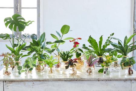 週1回の水やりだけで育つ新感覚グリーン！水耕栽培の