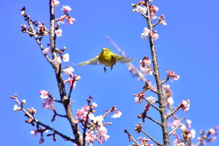 伊豆・城ケ崎海岸のフラワーガーデンに春の足音が！ニ