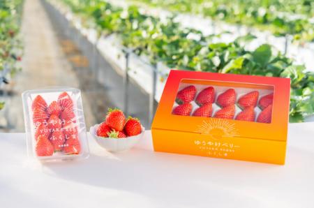 福島の新しいいちご「ゆうやけベリー」1月24日(土)か