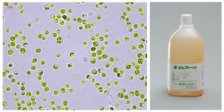 ユーグレナ社、「ジェファー液」等に関する事業譲受の ユーグレナ社、「ジェファー液」等に関する事業譲受の